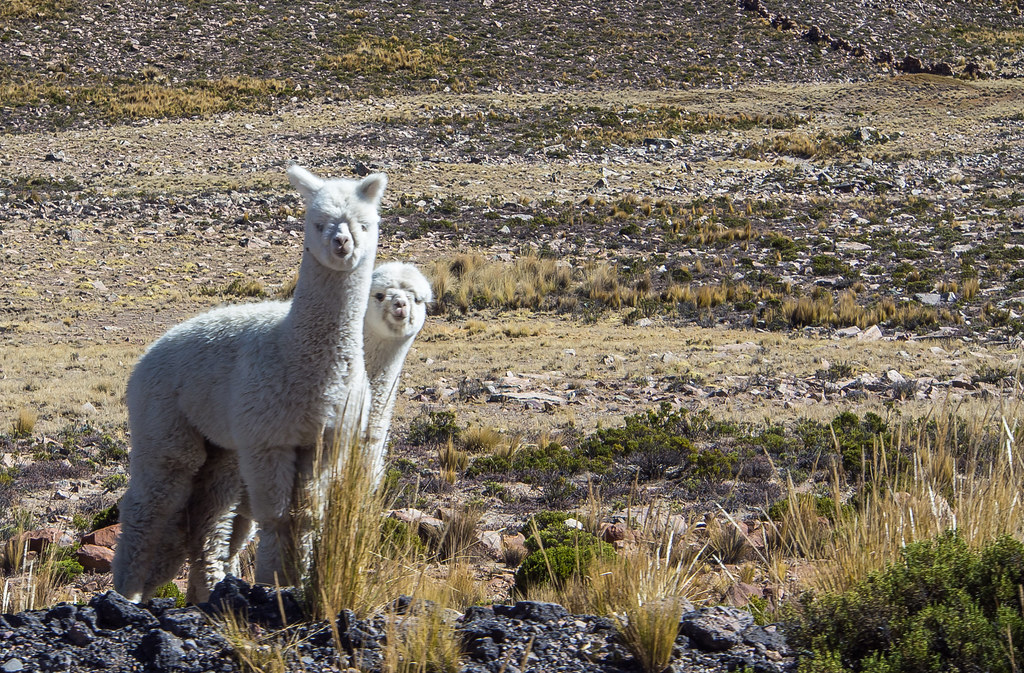 Alpaca Peruana