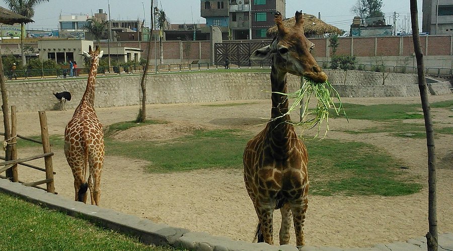 animales en lima peru